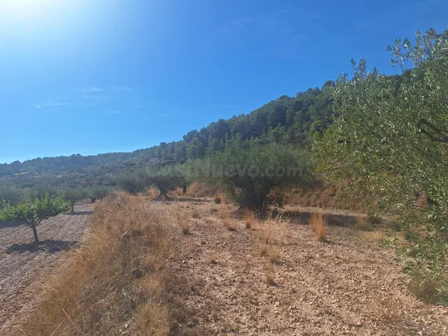 Terreno agrícola con olivos, almendros y vistas al Castillo de Castalla — 17.000 € — 5