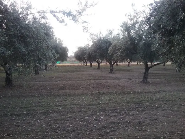 OLIVAR EN LA ZUBIA DE 3.597 M2 — 4