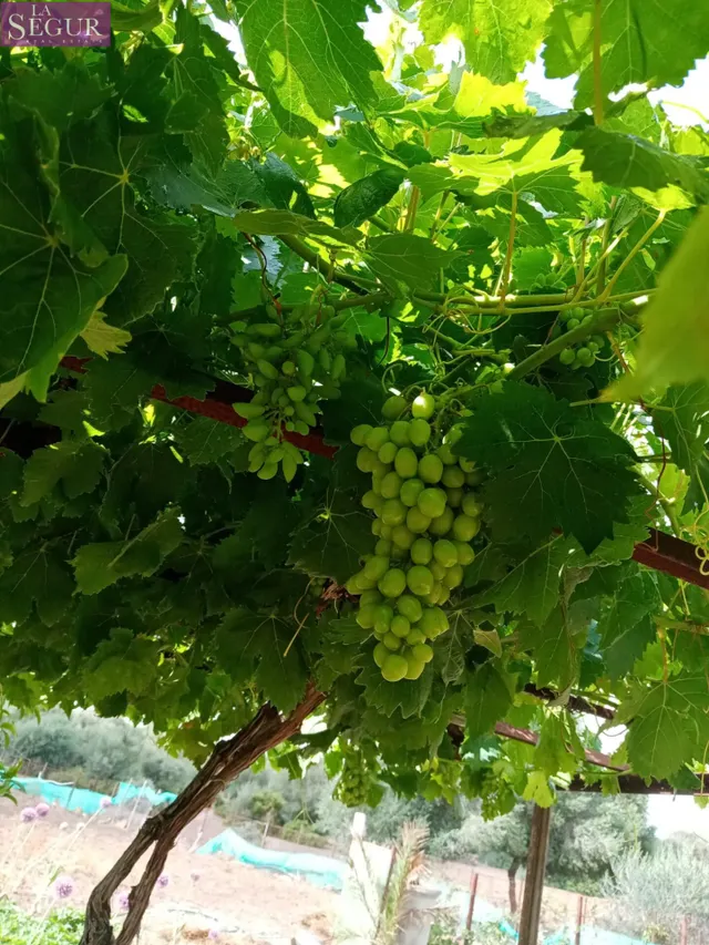 FINCA RÚSTICA VACACIONAL - EXCELENTE SITIO PARA DESCONECTAR. — 40