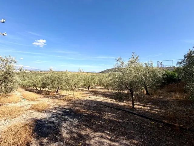 Finca en Mollina con casa, piscina, pista de tenis y 7.000 m2 de olivar. — 47