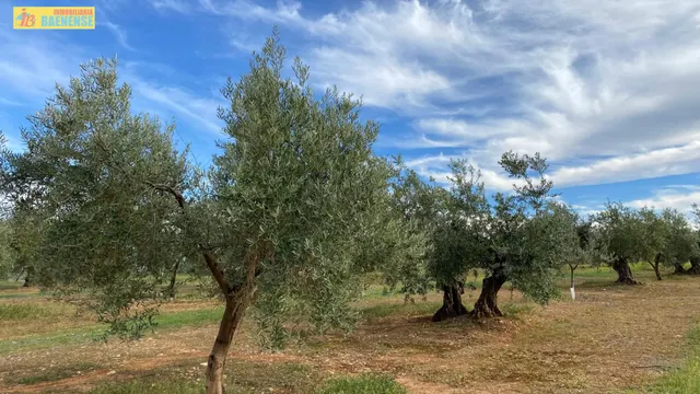 Olivar en buena ubicación — 2