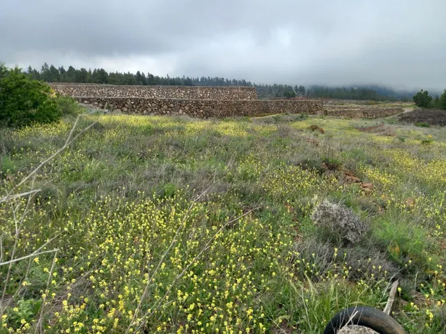 En venta maravillosa finca completamente llana en Vilaflor d - foto 3