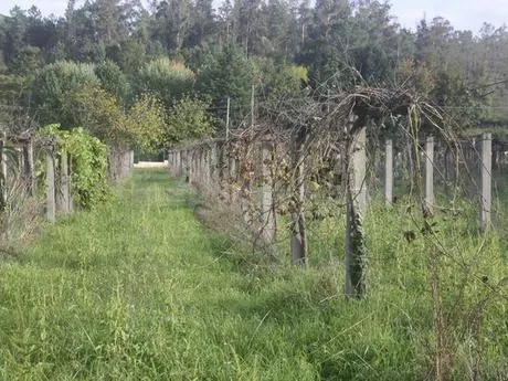 TERRENO EDIFICABLE EN VEDRA - foto 5