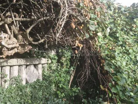 TERRENO EDIFICABLE EN VEDRA - foto 4