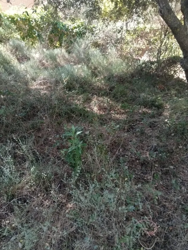 Tegeisa vende Parcela semillana de 741m2 - foto 3