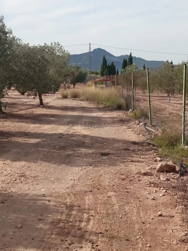 Parcela todo vallada con arboles de olivos en producción y c - foto 3