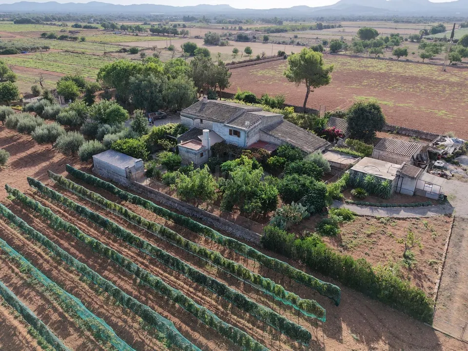 Finca en Son Mesquida: un proyecto de vida en el campo mallorquín