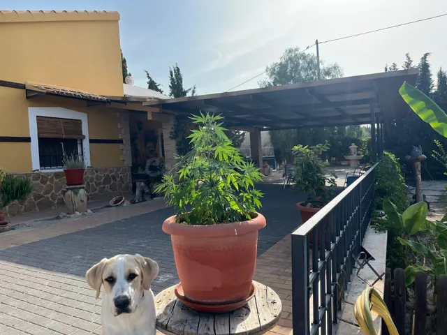 CAMPO DE FORTUNA 616652603 — 5