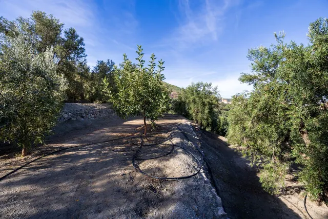 ¡Oportunidad única! Dos Fincas rústicas de mas de 15.000 m2 en total en Pinos del Valle. VENTA JUNTAS O SEPARADAS — 38