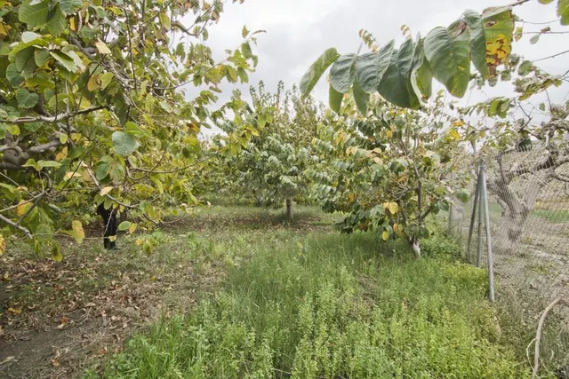 Finca subtropicales en Lobres - foto 3