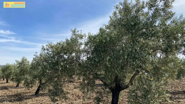 Olivar intensivo en plena producción — 3