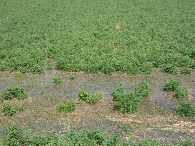 ++Terreno no urbano en Alguazas zona El Paraje++, 1513 m — 6