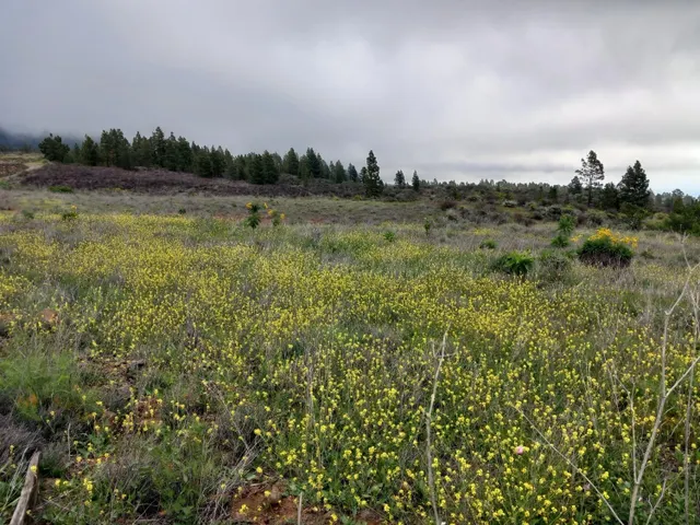 En venta maravillosa finca completamente llana en Vilaflor d - foto 4