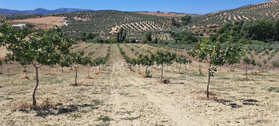 Parcela en venta - Puerto Sol-Los Almendros-El Tomillar