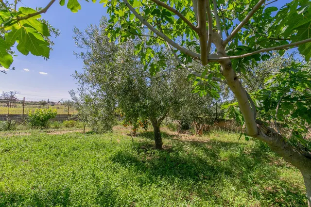 "¡Vive la vida en el campo! Terreno con casa de aperos y cultivos de olivos y frutales en ve — 22