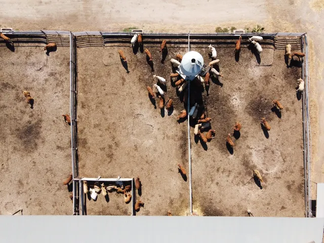 Gran explotación ganadera en lorca: capacidad para 760 cabezas y finca agrícola en producción — 21
