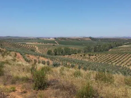 FINCA DE 115 Has DE OLIVAR INTENSIVO — 6