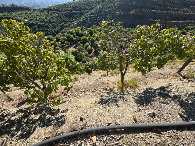 Finca rústica con cultivos y pozos propios en Vélez-Málaga — 9