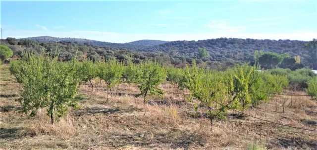 FINCA EN CASTIBLANCO DE LOS ARROYOS, SEVILLA. - foto 5