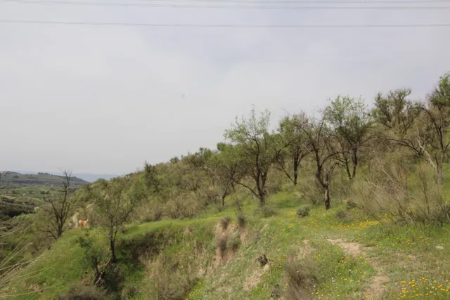 FINCA EN CORTIJO SAN JERÓNIMO (BARTODANO) — 18