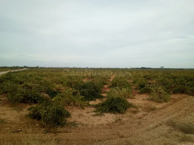 Se venden 2 hectareas de viña de regadio en Socuellamos