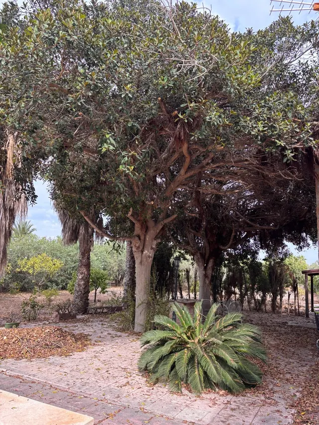 ** CHALET CON NAVE DE 200 M2 + TALLER DE 60 M2 + PISCINA EN PARCELA DE 4.000 M2**  **Una propiedad única en La Hoya (Elche) por 350.000 €**, ideal para quienes buscan espacio y privacidad — 8