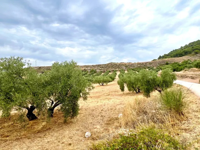NIVAR - FINCA DE OLIVOS — 20