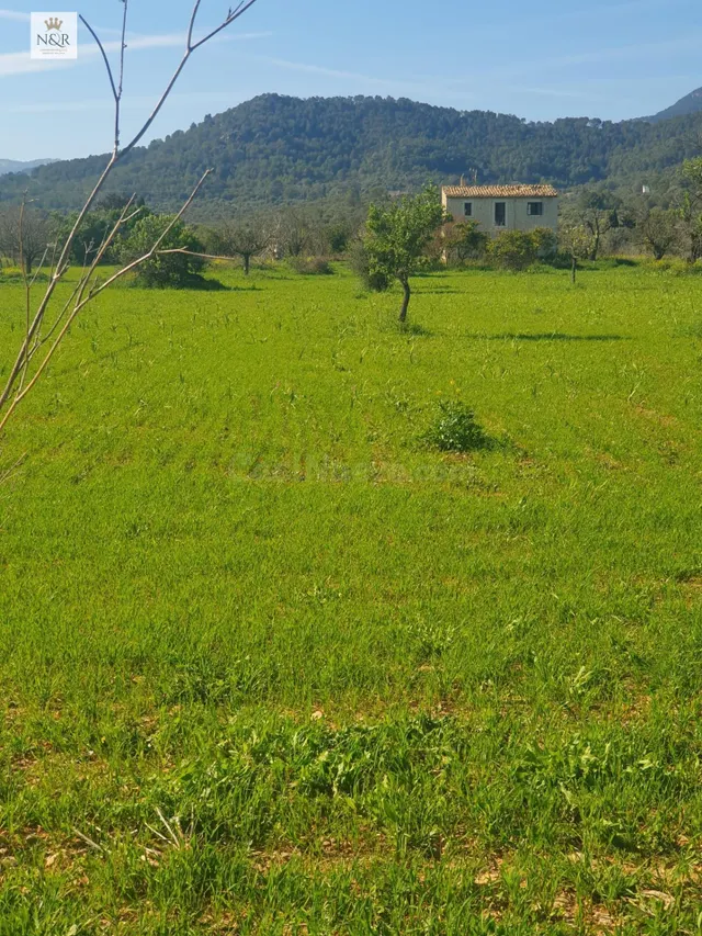 FINCA RÚSTICA EDIFICABLE EN BINISSALEM DE 27.490M2 CON EDIFI - foto 3