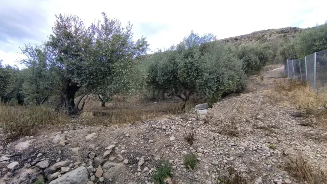 Parcela en venta - Calasparra - foto 5
