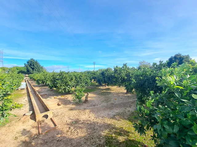 CAMPO DE NARANJOS EN PRODUCCIÓN — 6
