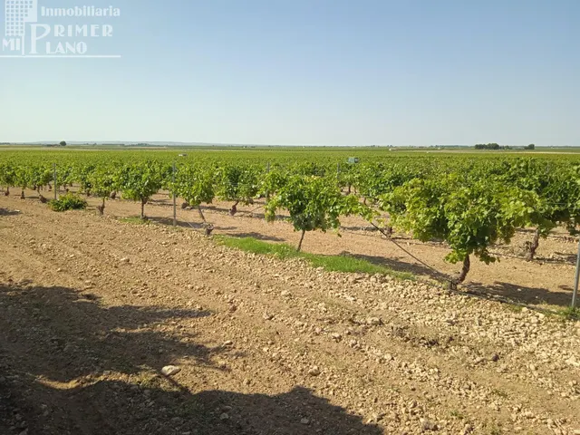 Se venden 4.8 hectareas de emparrado de Regadio de variedad  - foto 4