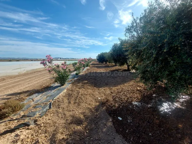 Terreno en venta en paraje Los Patas Chicos, Balsapintada — 4