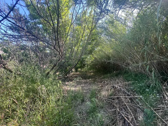 Fincas rústicas con nogales pecanos en Alhaurín el Grande — 10