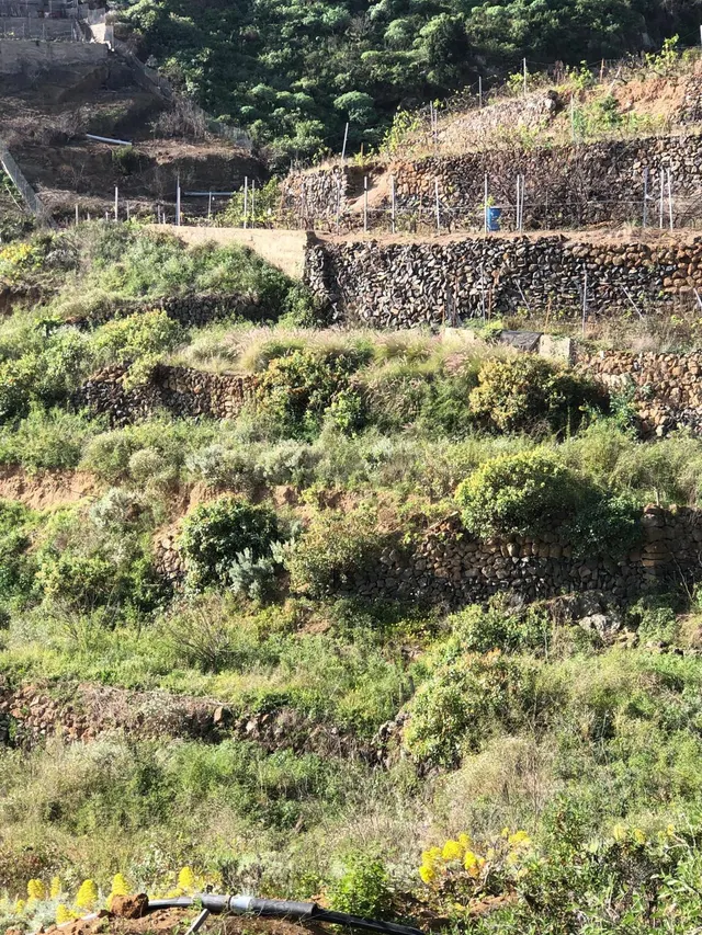 Terreno Guimar - foto 5