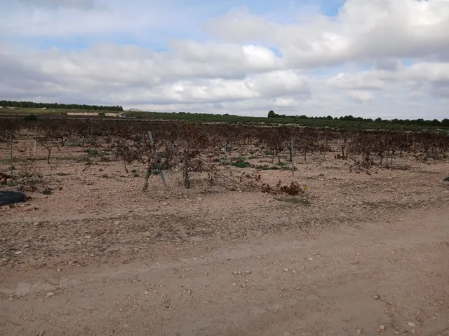 Parcela en venta - Yecla — 20