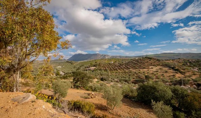 VENTA DE FINCA RUSTICA EN LA ZONA DE LA SIERRA DEL TORCAL — 16
