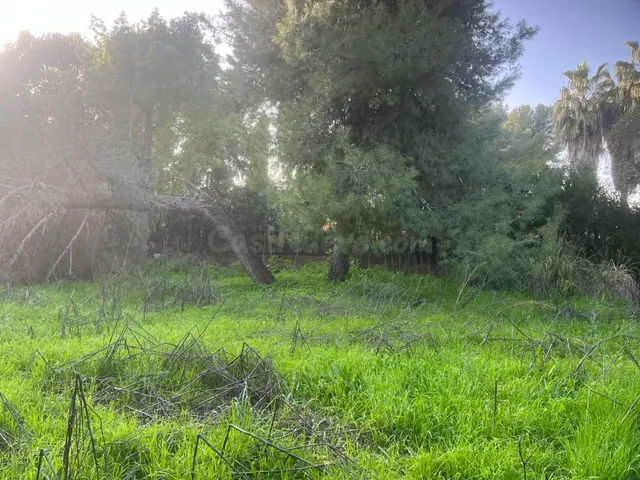 Exclusiva propiedad de 2.012 m2 en santa clara | tres fincas registrales en una de las mejores zonas de Sevilla — 6