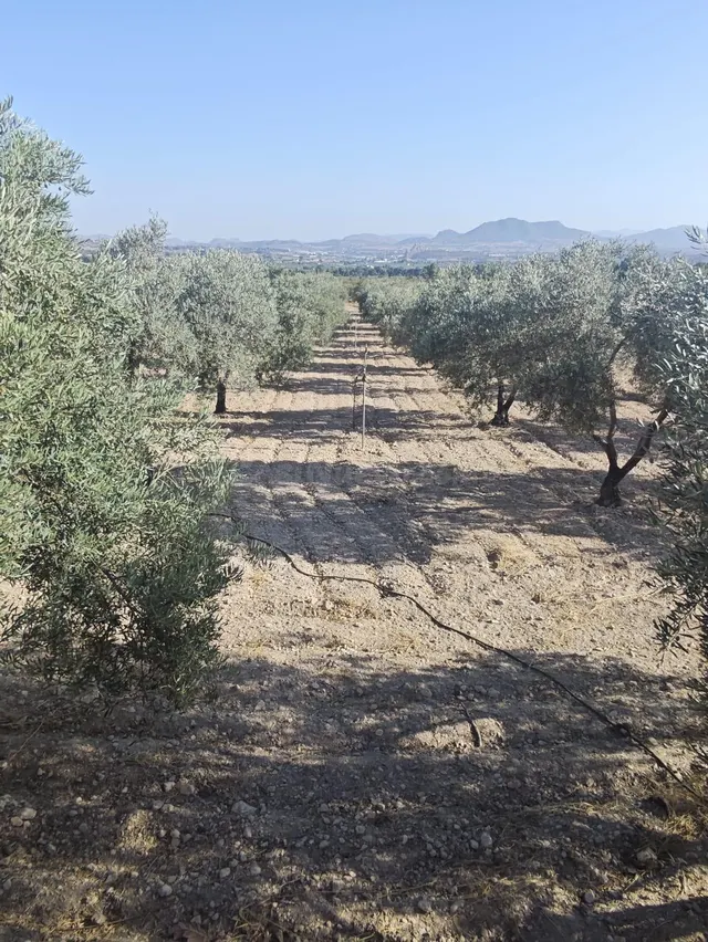 Campo en Sax 14.000 m2 parcela y casa con piscina — 39