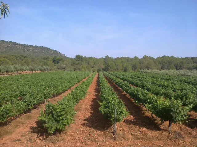 BODEGA DE AUTOR EN PRODUCCIÓN. CASI 6 HECTAREAS DE VIÑEDOS — 2