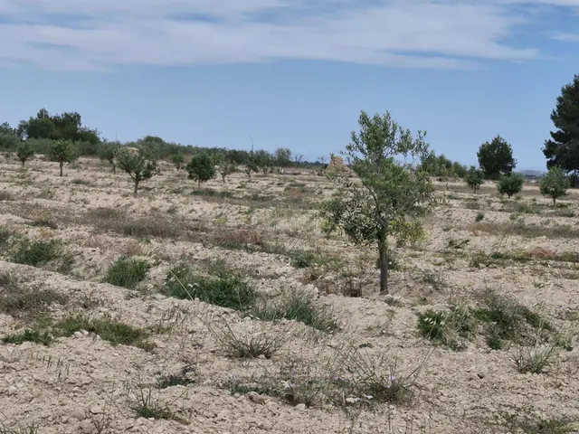 11000 m2 TERRENO RÚSTICO PARA CONSTRUIR - foto 4