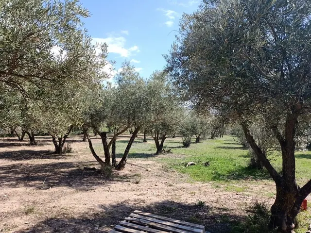 Parcela en venta en Fondon - foto 2