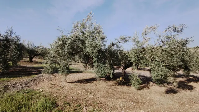 Magnífica finca de regadío — 3