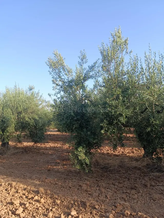 Terreno rural en venta - Centro