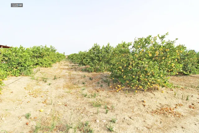 FINCA RÚSTICA EN CAMPANILLAS — 22