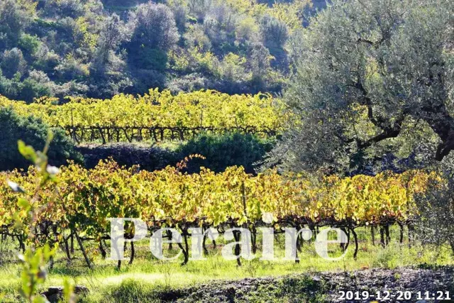 BODEGA CON VIÑEDOS, 25 HECTÁREAS — 19