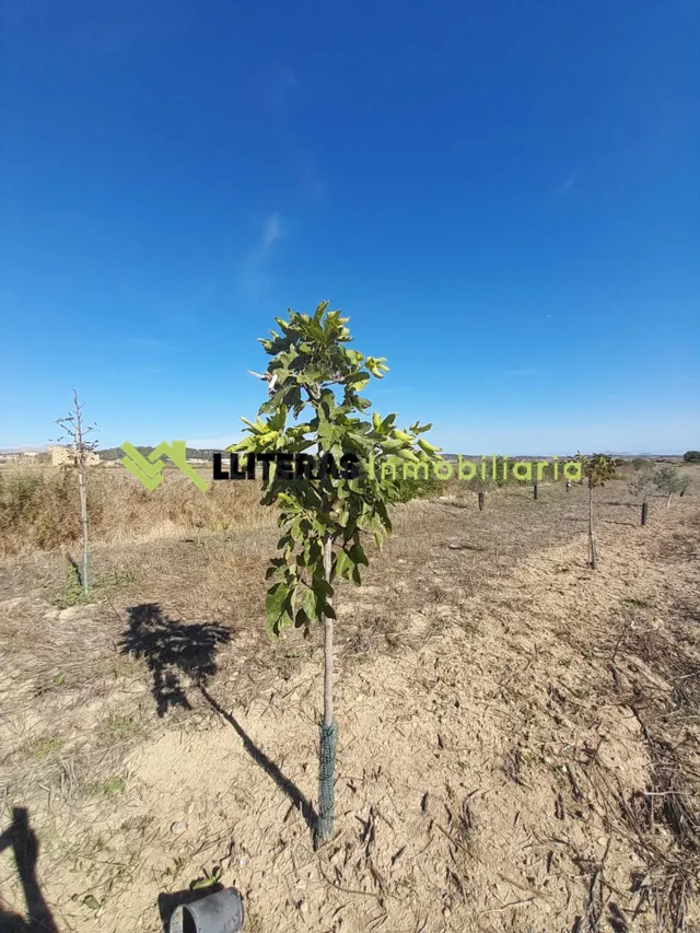 Finca rústica en María de la Salut con pozo- Naturaleza, tra - foto 3