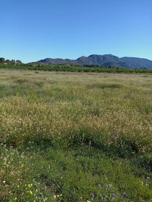 Parcela en venta - Campo de ricote - foto 3