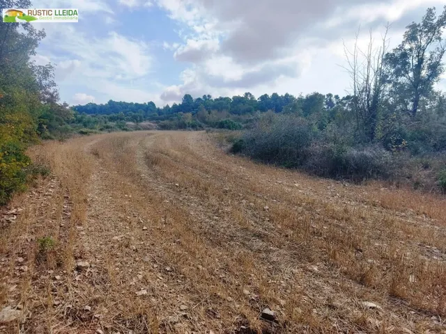 Finca rústica en venta cerca del monasterio del tallat, con cabaña de piedra. — 7