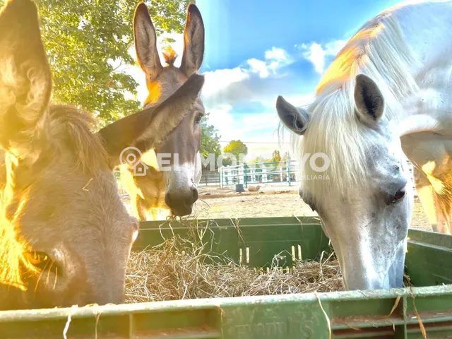 Fantástica finca rústica con piscina privada e instalaciones para caballos junto al Parc Natural del Fond en Dolores, Alicante — 33