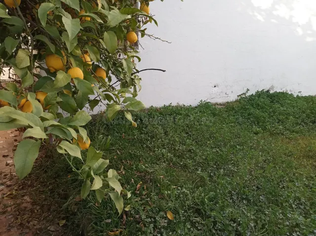 MAGNIFICO SOLAR A LA VENTA EN CANTILLANA (SEVILLA) - foto 5
